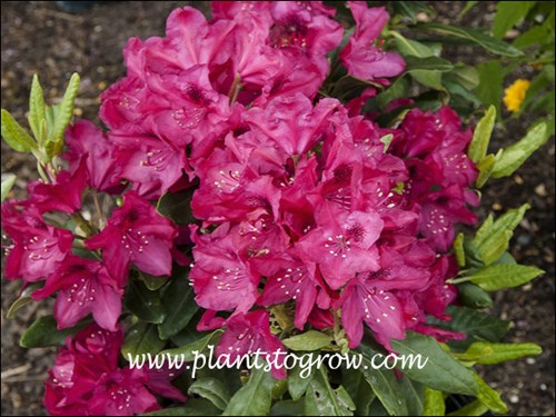 large trusses of red flowers